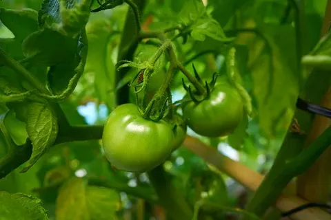 تصویر 1 از گوجه فرنگی سبز محلی ترش پخت